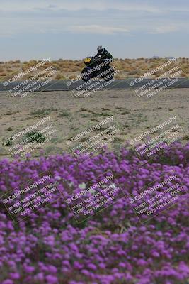media/Jan-14-2023-SoCal Trackdays (Sat) [[497694156f]]/Turn 14 Exit Bloomig (145pm)/